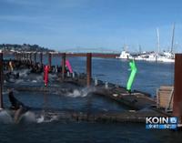 Sea Lions Are Not Fans of Wacky Waving Air Dancers